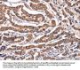 PPIF Antibody