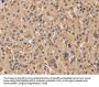 PPIF Antibody
