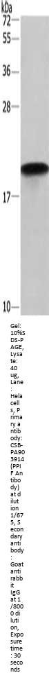 PPIF Antibody