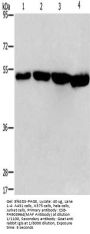 MAF Antibody