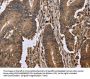 EIF3H Antibody