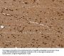 EIF3H Antibody