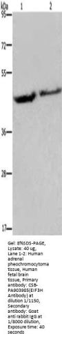 EIF3H Antibody