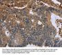 FLNA Antibody