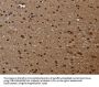 FLNA Antibody