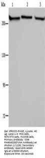 FLNA Antibody