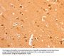 GRM3 Antibody