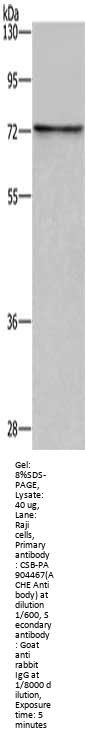 ACHE Antibody
