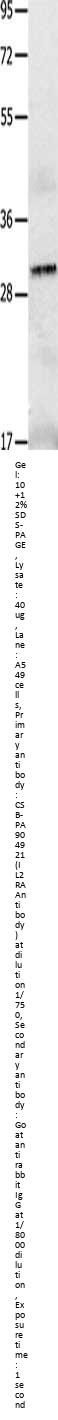IL2RA Antibody
