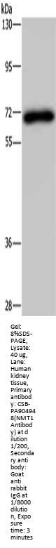 NMT1 Antibody