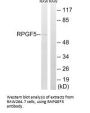 RAPGEF5 Antibody