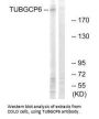 TUBGCP6 Antibody