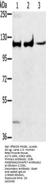 MAPK7 Antibody