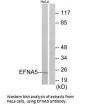 EFNA5 Antibody
