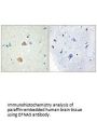 EFNA5 Antibody