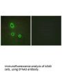 EFNA5 Antibody