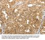 MAP1A Antibody