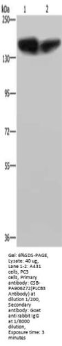 PLCB3 Antibody