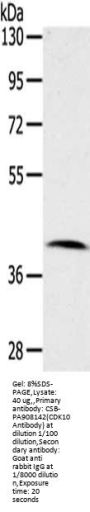 CDK10 Antibody