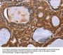 NDUFA2 Antibody