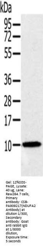 NDUFA2 Antibody