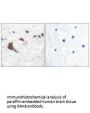 HSD17B10 Antibody