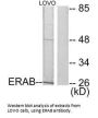 HSD17B10 Antibody