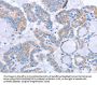 FGF4 Antibody
