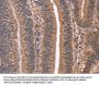 CLUAP1 Antibody