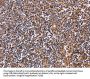 CLUAP1 Antibody