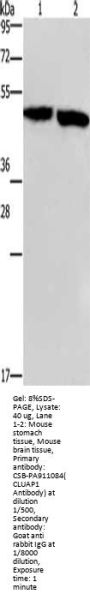 CLUAP1 Antibody