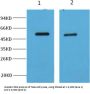 MECP2 Antibody