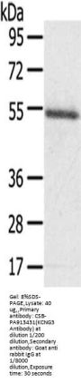 KCNG3 Antibody