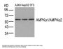 PRKAA1 (Ab-174/172) Antibody