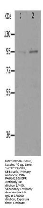 LEPR Antibody
