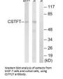 CSTF2T Antibody