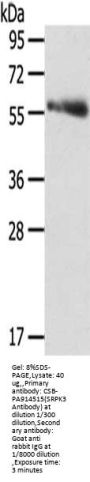 Rabbit anti-human SRPK3 polyclonal antibody