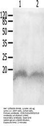 CCL8 Antibody