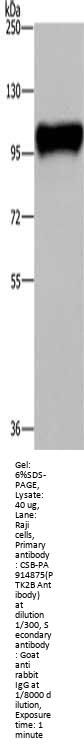 PTK2B Antibody