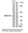 MEF2B Antibody