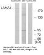 LAMA4 Antibody