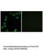 LAMA4 Antibody