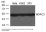 HDAC3 Antibody