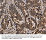 FMR1 Antibody