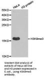 Histone H3K9me3 Antibody