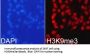 Histone H3K9me3 Antibody