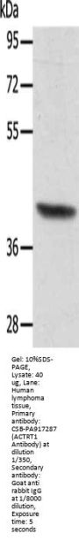 ACTRT1 Antibody