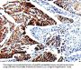 TUBB3 Antibody