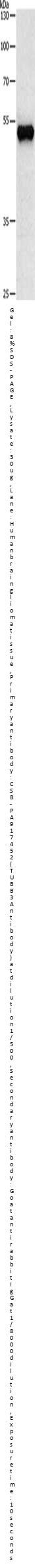 TUBB3 Antibody