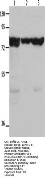 TRAP1 Antibody
